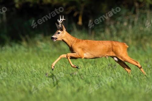 Preview: Roe deer in speed motion on meadow in summer nature