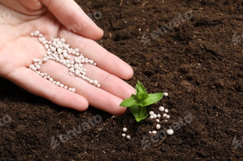 Preview: Woman fertilizing plant in soil, closeup with space for text. Gardening time