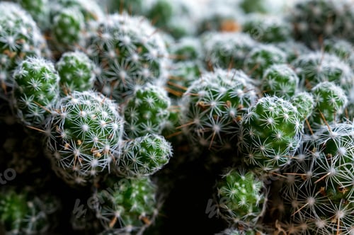 Preview: Mammillaria or pincushion cactus. Deset plant, close-up photo.