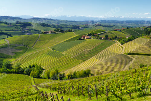 Preview: Vineyards of Langhe, Piedmont, Italy near Alba at May