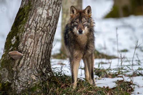 Preview: Wolf in the forest up close. Wild animal in the natural habitat