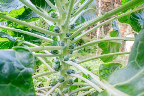 Preview: Brussels sprouts