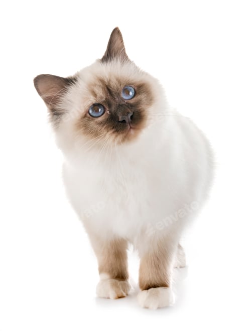 Preview: birman kitten in studio