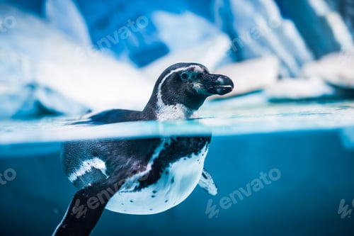 Preview: Humboldt Penguin (Spheniscus humboldti)