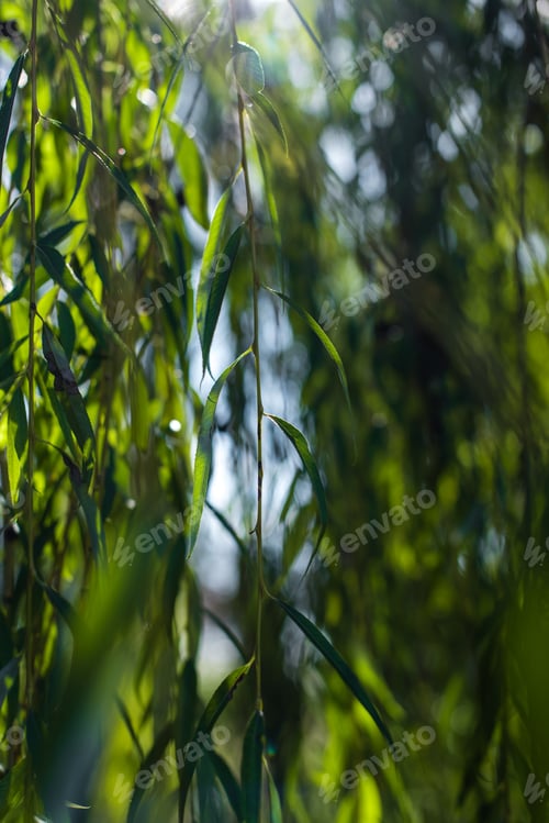 Preview: Close up view of branches of willow tree with sunlight