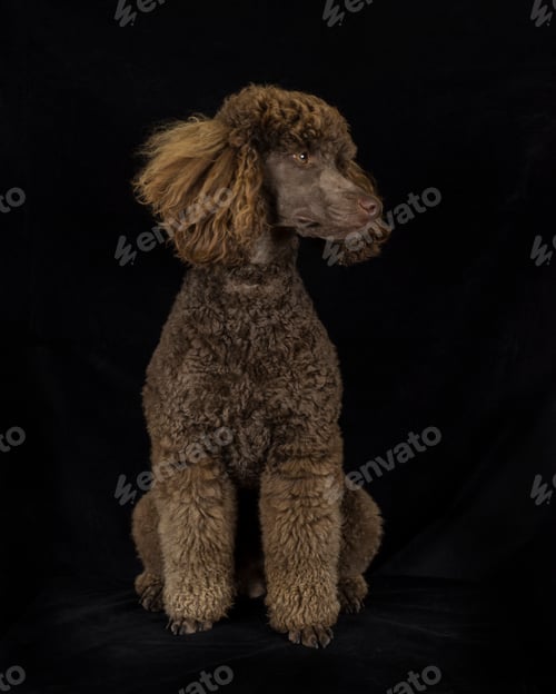 Preview: Brown poodle sitting in front of black background