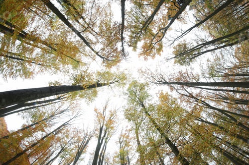 Preview: Autumn beeches - view from below