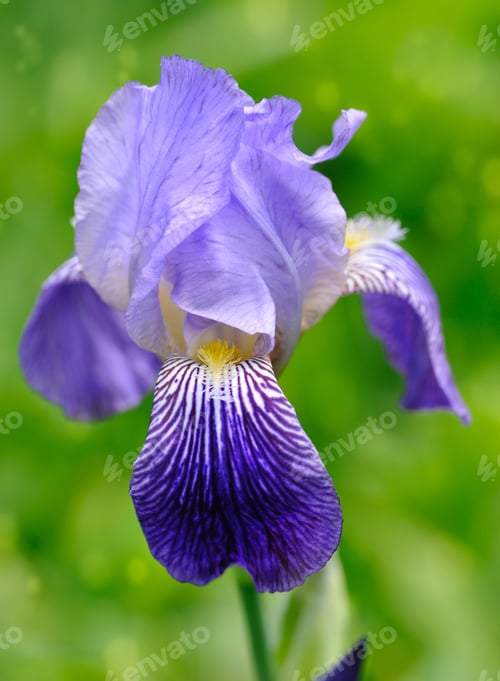 Preview: Blue Iris (Iris L.) in the green grass