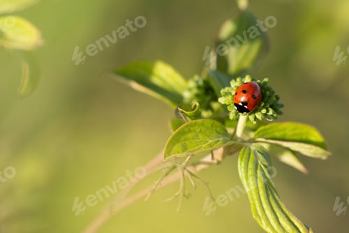 Preview: Ladybug on a green leaf