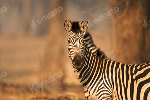 Preview: Burchell's Zebra - Equus burchelli, Mana Pools National Park, Zimbabwe, Africa