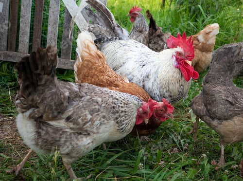 Preview: Domestic poultry farming for the production of organic products