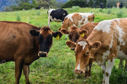 Preview: A herd of cows on a farm eating grass