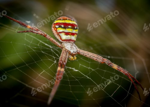 Preview: st andrews spider