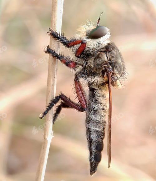 Preview: Robber fly