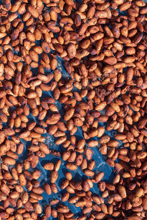 Preview: Organic cocoa beans sun drying on a farm
