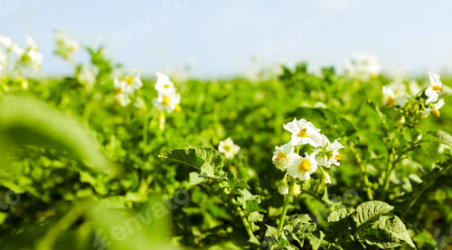 Preview: Beautiful field with blooming potato bushes on sunny day