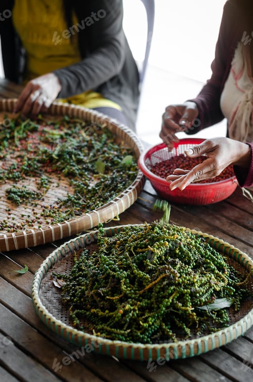 Preview: farm workers sorting fresh pepper peppercorns in kampot cambodia