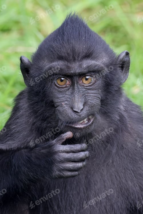 Preview: A Crested macaque (Macaca Nigra)