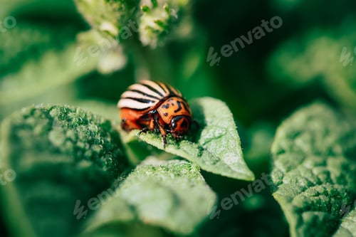 Preview: Close Up Of Potato Striped Beetle - Leptinotarsa Decemlineata Is