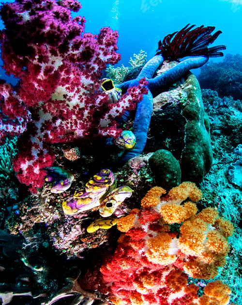 Preview: Amazing underwater world, Underwater world scene.
