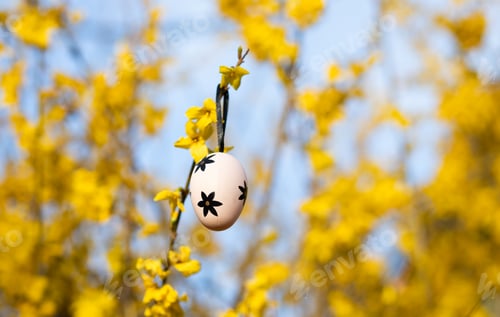 Preview: easter eggs hanging on laburnum tree