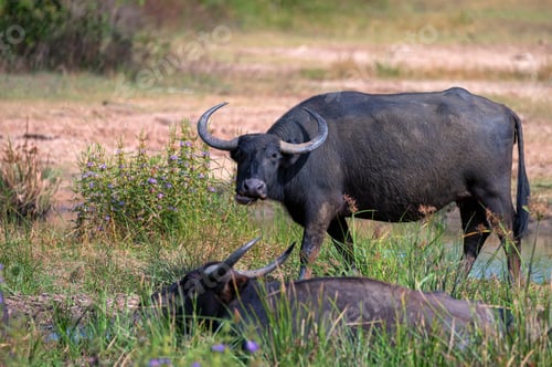 Preview: Asian water buffalo or Bubbalus bubbalis in mud