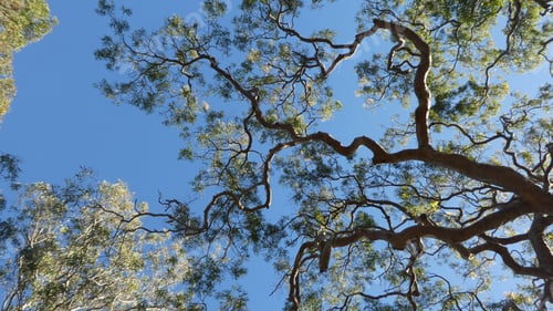 Preview: eucalyptus tree branches against clear blue sky,perspective ,looking up