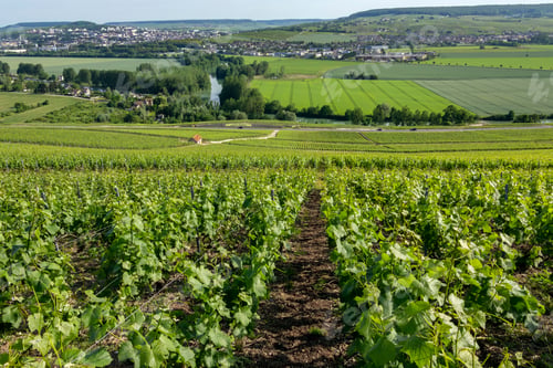 Preview: Vineyards at Hautvillers - France