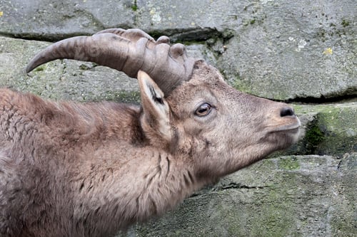 Vorschau: Porträt eines Alpensteinbocks, der im Zoo auf einem Felsen steht, Tier