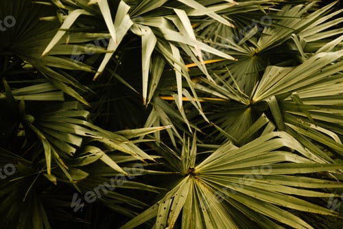 Preview: Big green tropical leaves in forest