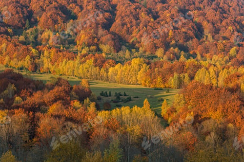 Preview: Vibrant colors of autumn in wilderness of Carpathia Mountains,Bi