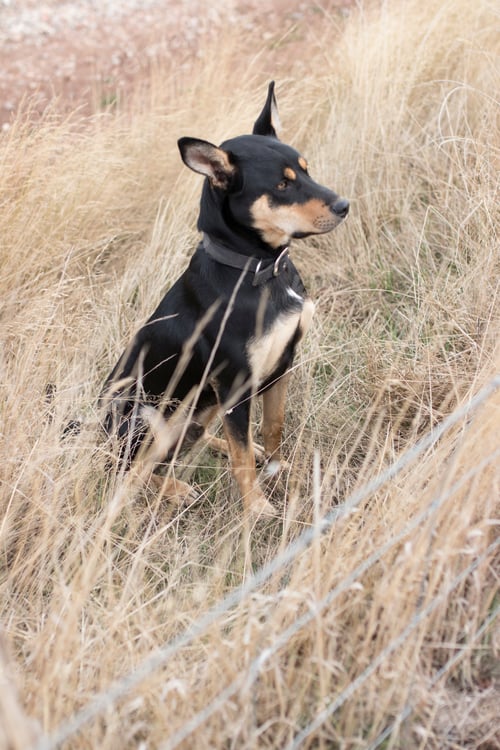 Preview: Farm dog