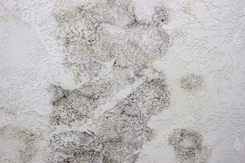 Preview: black mold on the wall. Fungus on the wall after the flooding of the house.