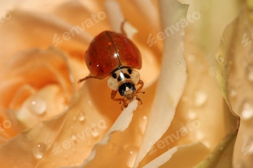 Preview: Yellow Rose With Water Droplets And Ladybug - Close Up Photograph Of A Light Yellow Rose With Water