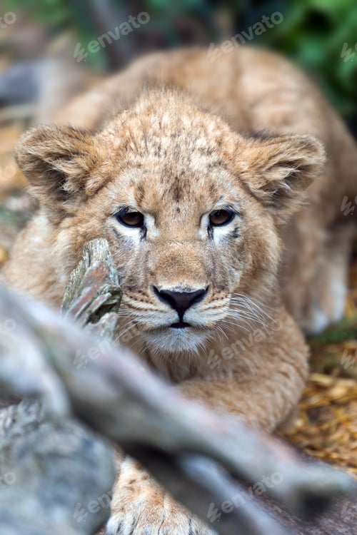 Preview: Young lion cub in the wild portrait