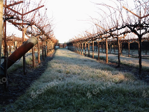 Preview: Early morning frost on the ground between rows of dormant hibernating bare vines in winter
