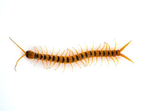 Preview: Scolopendra in studio