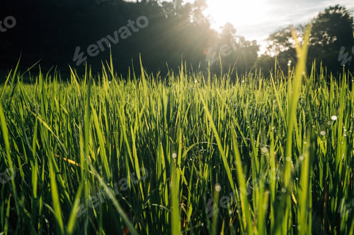 Preview: Rice fields in the morning in Asia, agriculture, sustainability