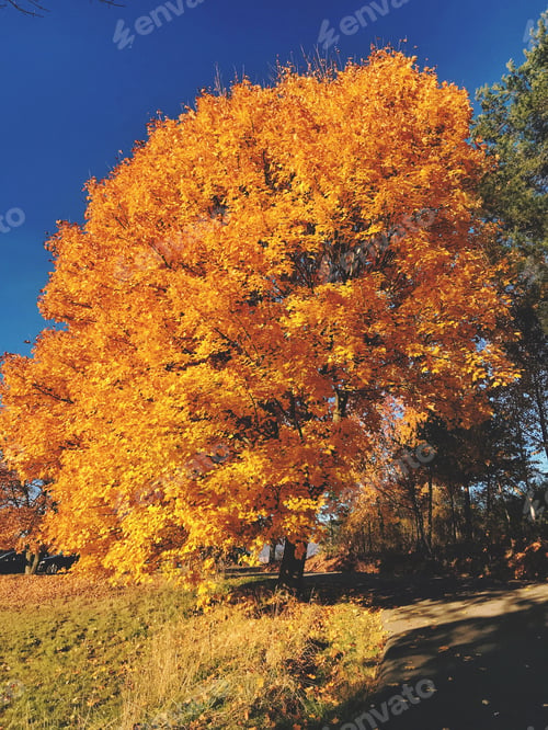 Preview: Autumn Tree with Vibrant Yellow Leaves Against Blue Sky