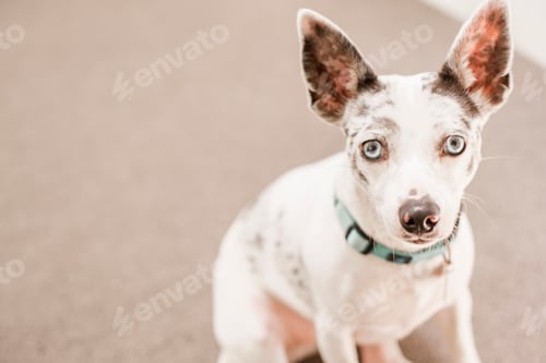 Preview: A small dog sitting on the ground looking up.