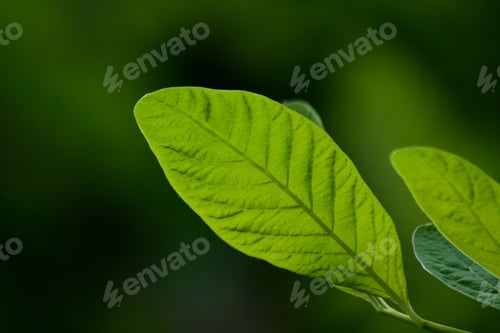 Preview: Green Leaf Vein