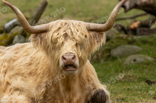 Preview: Scottish Highland cow with big horns in a field