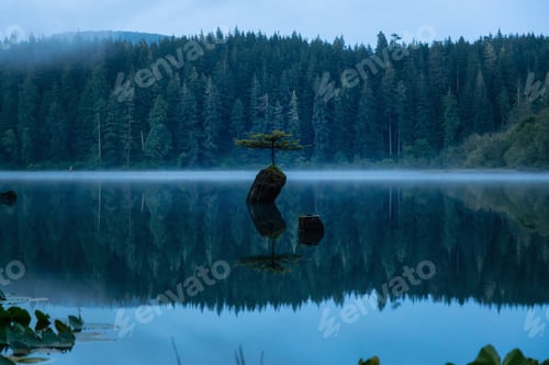 Preview: Iconic Bonsai Tree at the Fairy Lake during a misty summer sunrise