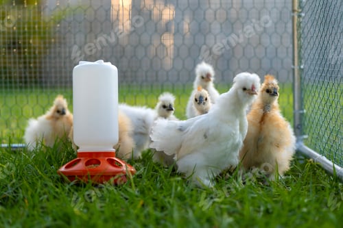 Preview: Keeping domestic chicken in free range chicken coop on home backyard.