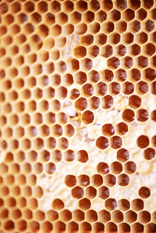 Preview: Honeycomb with cells full of fresh honey. Macro photography.