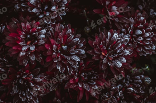 Preview: Abstract dark background of burgundy chrysanthemum flowers covered with hoarfrost
