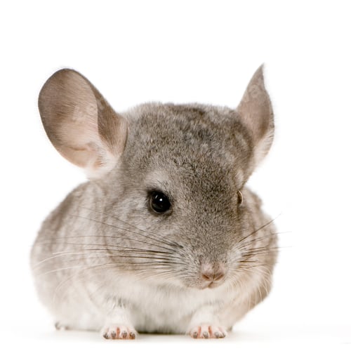 Preview: Chinchilla