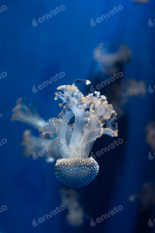 Preview: Jellyfishes