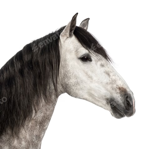 Preview: Close-up of an Andalusian head, 7 years old, also known as the Pure Spanish Horse