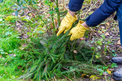 Preview: Shelter of roses with spruce branches. Spruce branches in the hands of a gardener